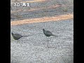 【狩猟】猟師しか見たことのないであろうキジの垂直飛び…エアライフルで鳥猟【Hunter girl】#shorts