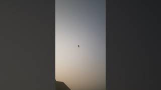 5Video .. New Pigeon Rollar Pigeon