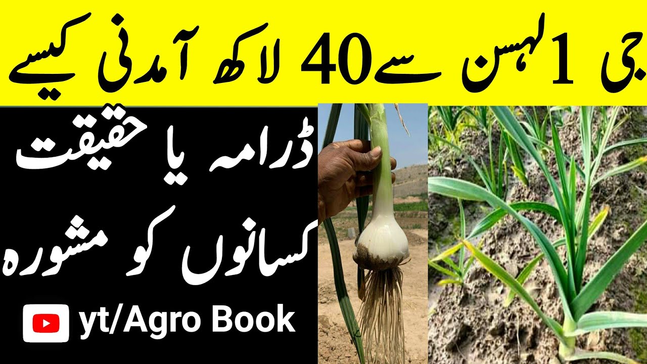 Garlic G1 (NARC) Farming in Pakistan 1 CRORE PER ACRE In 7 MONTH
