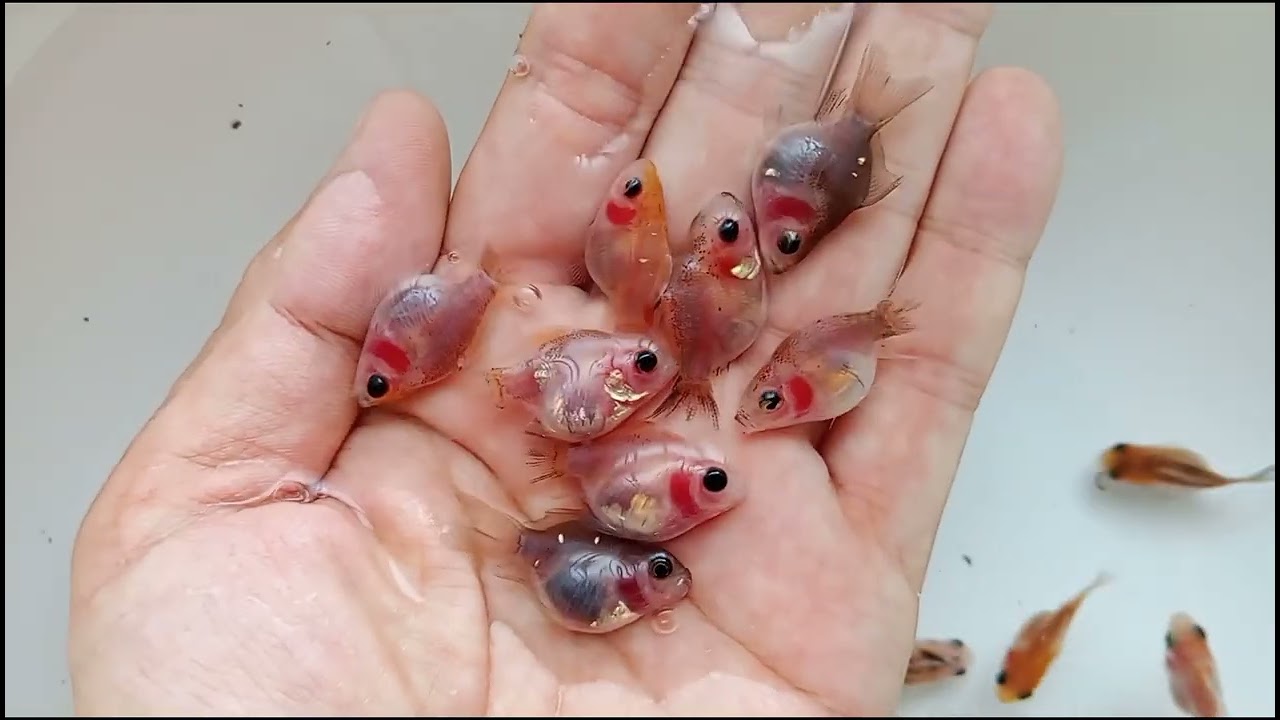 玉サバ 2026 稚魚 c 7月28日 ヤフオク 出品 tamasaba goldfish 金魚