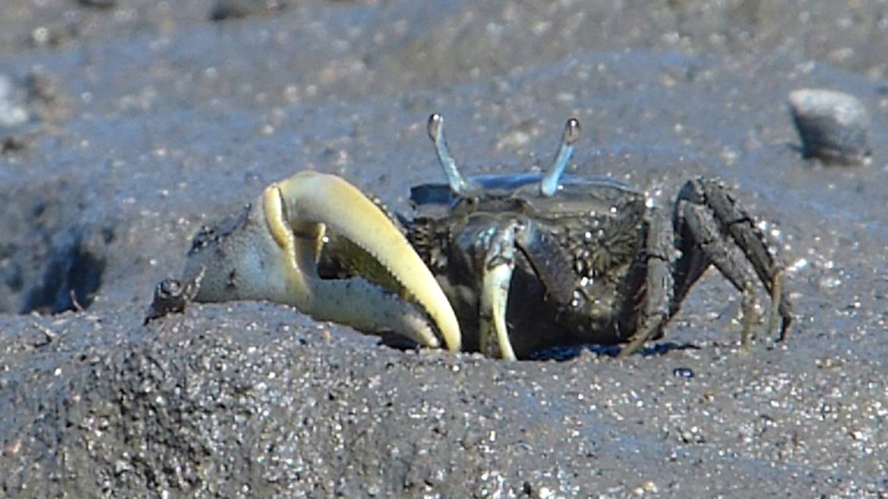 Fiddler Crab Feeding 