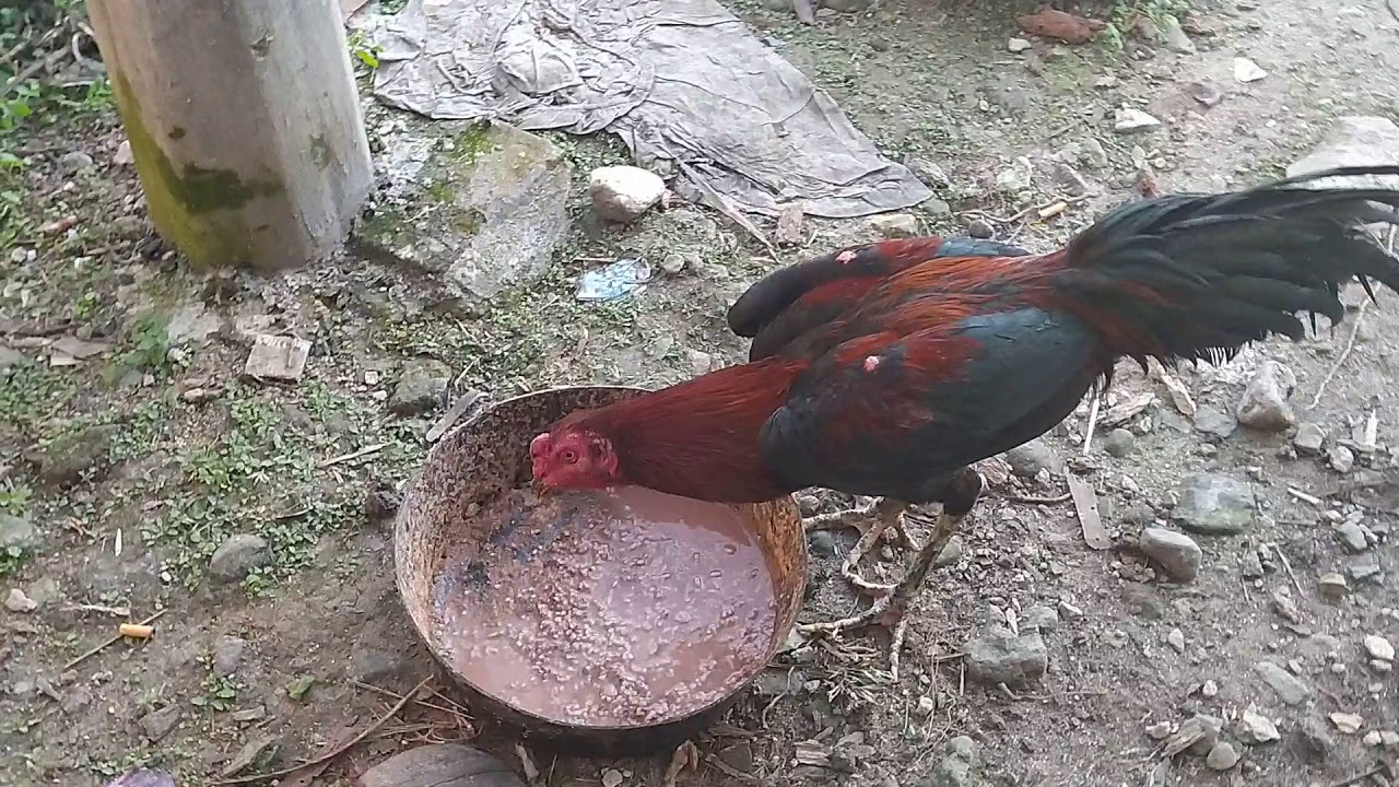 Ayam Bangkok Umur 8 bulan sisik kering Bobot 3 kg 