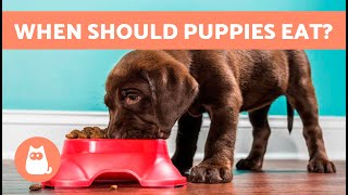 How Many Times a DAY Should You FEED a PUPPY?  (Meals and Feeding Schedules)