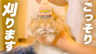 バリカンでウサギのタテガミを刈りたい。No.242