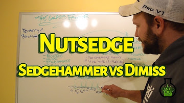 How To Kill Nutsedge - Sedgehammer vs Dismiss - The Grass Factor