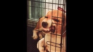 Beagle Got His Mouth Stuck In His Cage And Now He Looks So Funny