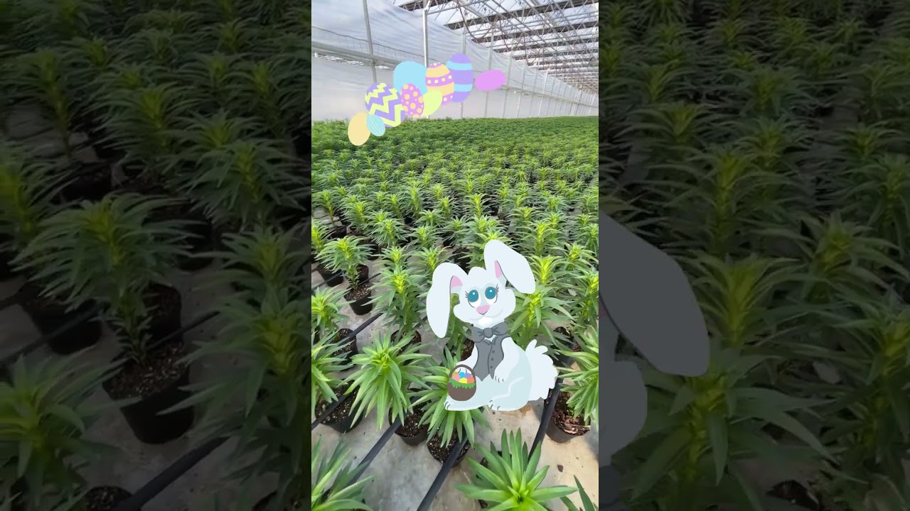 A Sneak Peak Behind the Scenes of a Minnesota Garden Center!