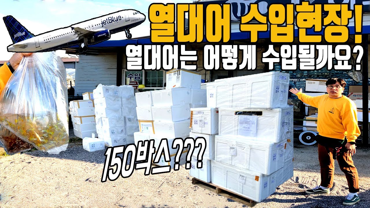 열대어 수입현장! 베타, 열대어는 어떻게 수입될까요? 전세계에서 150박스가 들어왔습니다 [애니몰로TV]