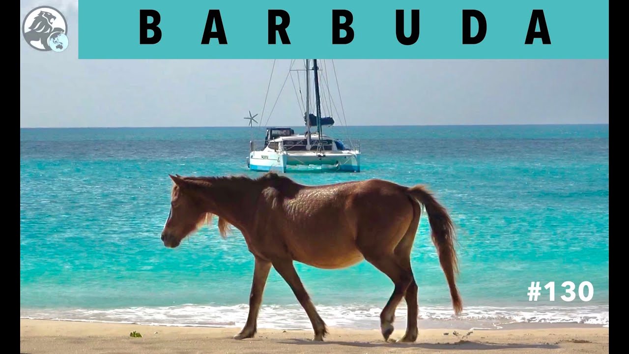 Barbuda, c’était le jour où il fallait y aller ! « Black Lion 130 »
