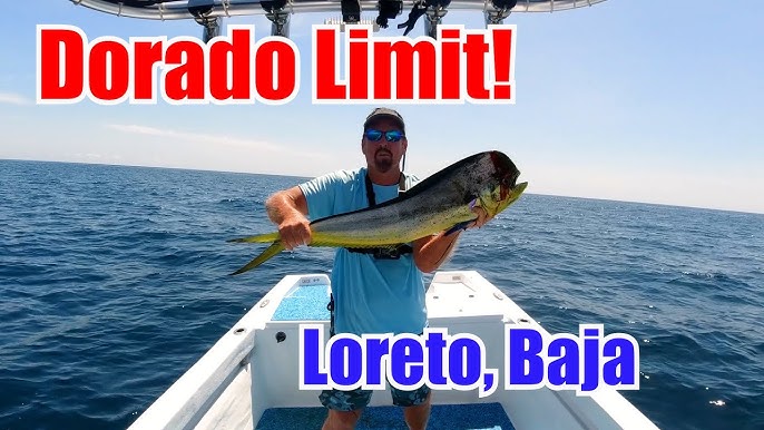 Trolling Hard For Dorado  Sea of Cortez Fishing Loreto Baja