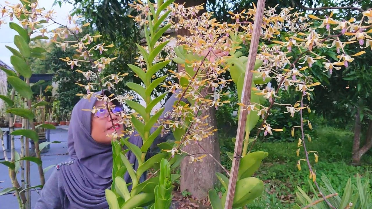 Ready berbunga koleksi atau pilih full sun full rain tetap subur. Anggrek otw Ramadhan