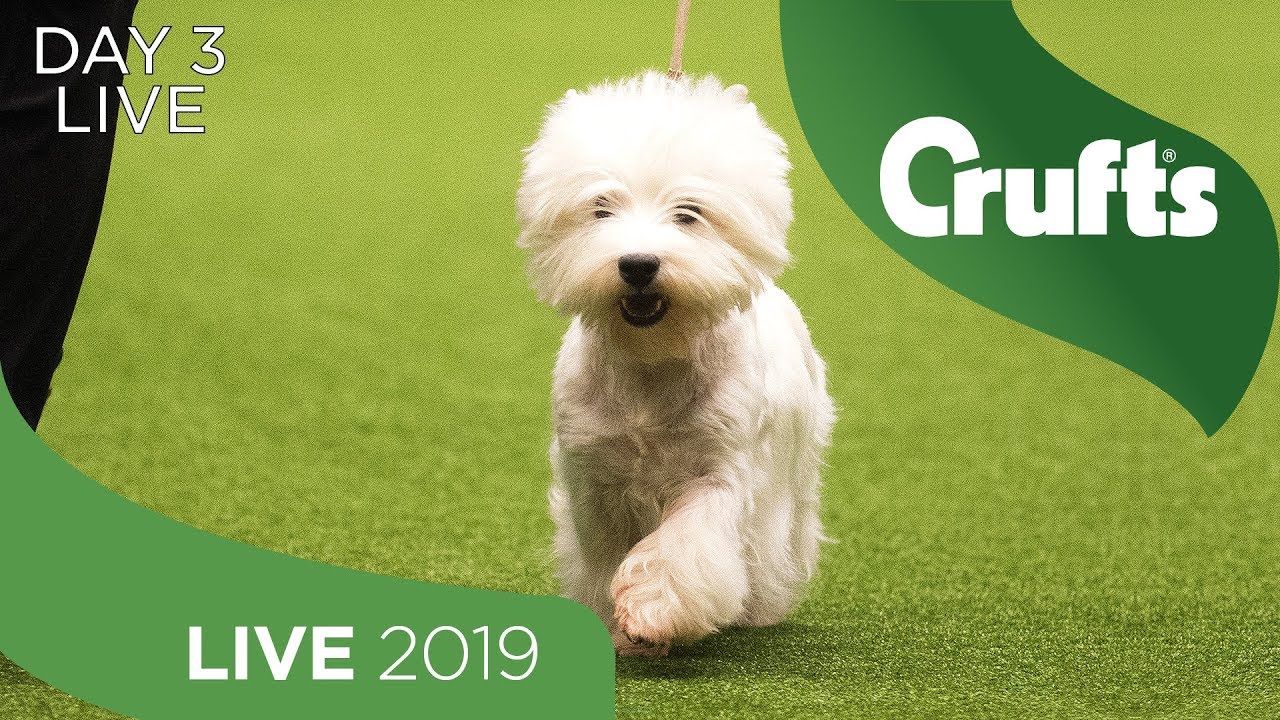 crufts 2019 day 3