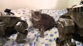 My Cat Killed By Drones
