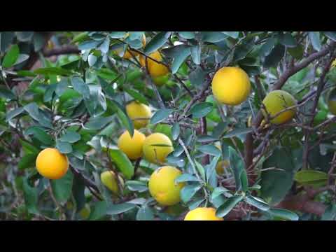 Faaladda Warka Caynkee JSL Uga Badbaadi Kartaa Cunto Yaraanta Aduunka