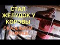 Стал "желудок" у коровы. Как я лечил ее