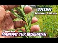 MANFAAT WIJEN TUK KESEHATAN ‼️ Sesamum indicum #wijen #sesamumindicum #sesamum