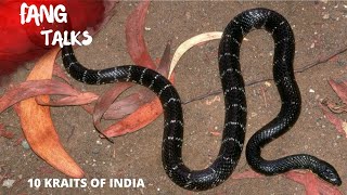 10 Kraits Of India, Krait Snake, Kraits Of India,Krait, Venomous Krait