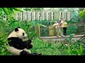 Day Trip to Singapore Zoo | Full Walking Tour | Amazon River Quest | River Safari Reservoir Cruise