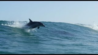 combat surf 2