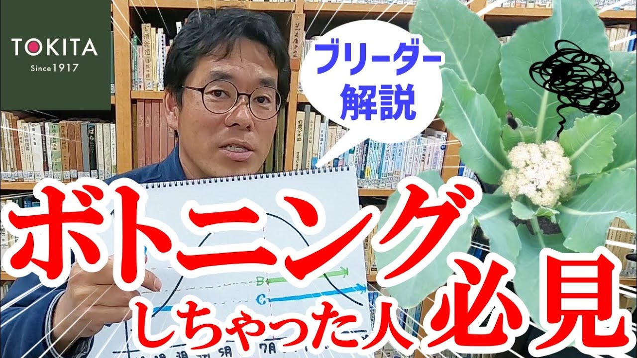 【春作】ブロッコリーやカリフラワーの“ボトニング”はなぜ起きる!? バーナリゼーションの仕組みを解説！【春化】