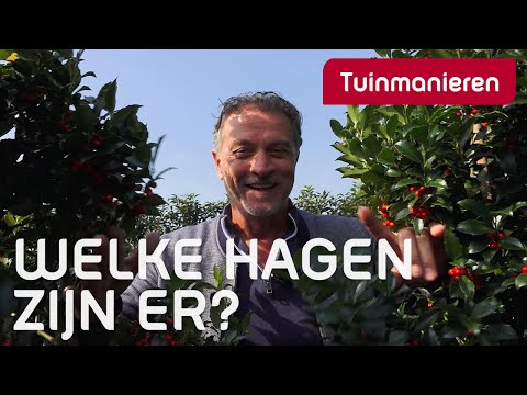 Welke hagen kies je en waar koop je deze? | Tuinaanleg | Tuinmanieren