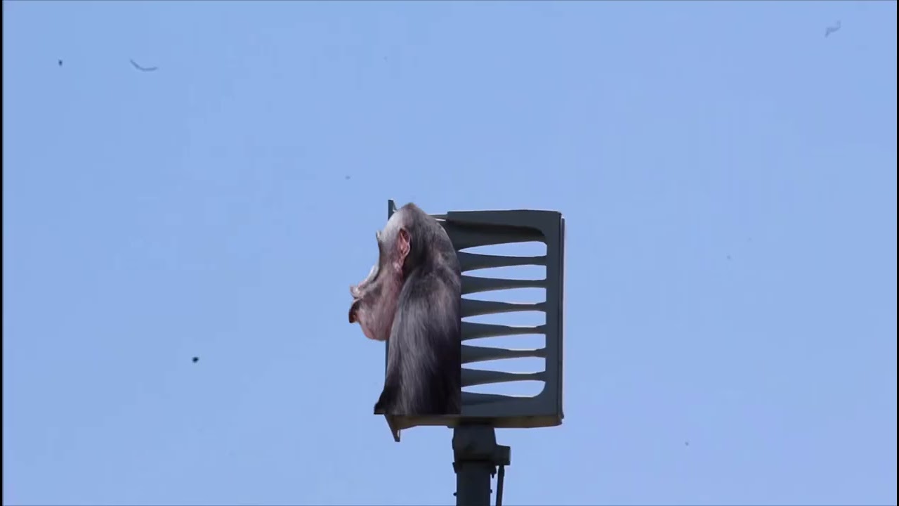 all the talsa oklahoma sirens just do a pant hoot from that 