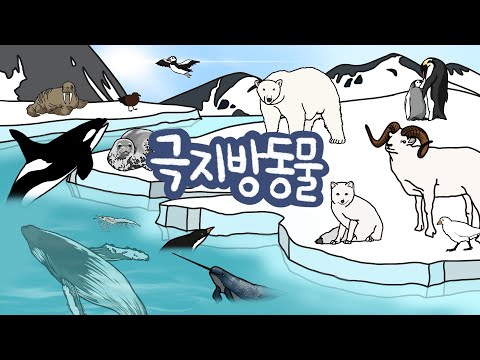 남극 & 북극에는 어떤 동물들이 살고 있을까? | 극지방동물 | 저자극유아영상 | 추운곳에 사는 친구들을 만나보아요 | 키즈드로우