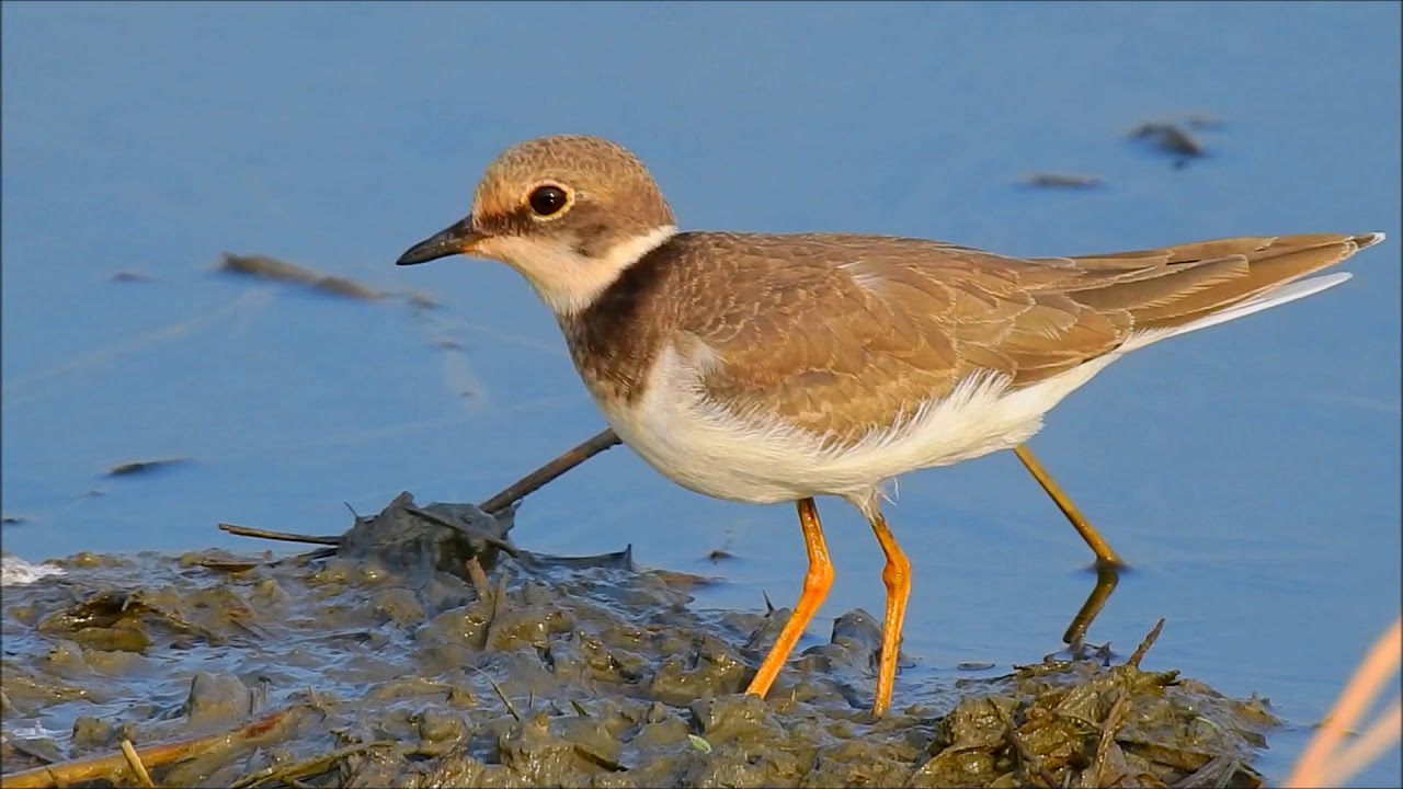 小環頸鴴覓食方式 Little Ringed Plover コチドリ 23SEP, 2019 