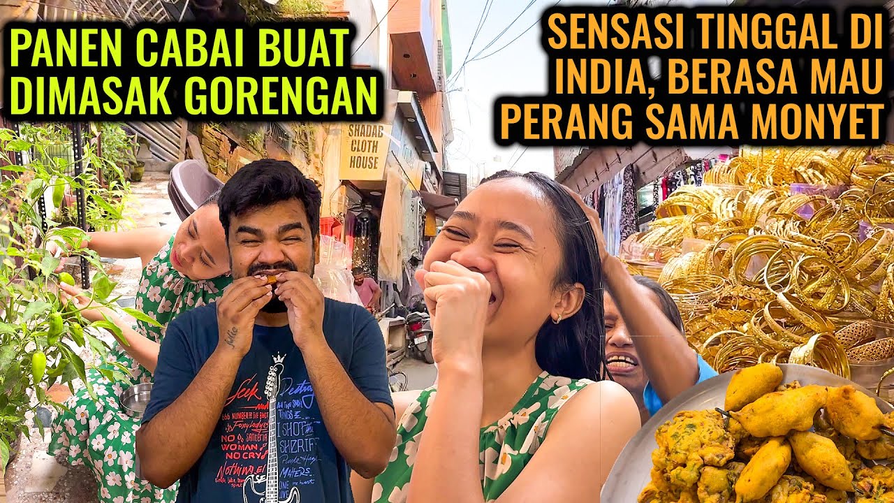 SENSASI TINGGAL DI INDIA PAGI - PAGI RUMAH DISERBU MONYET ‼️ PANEN CABAI BUAT GORENGAN DAN KEPASAR