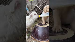 The puppy likes to help his father give his sheep some milk. A beautiful moment #3599 - #shorts