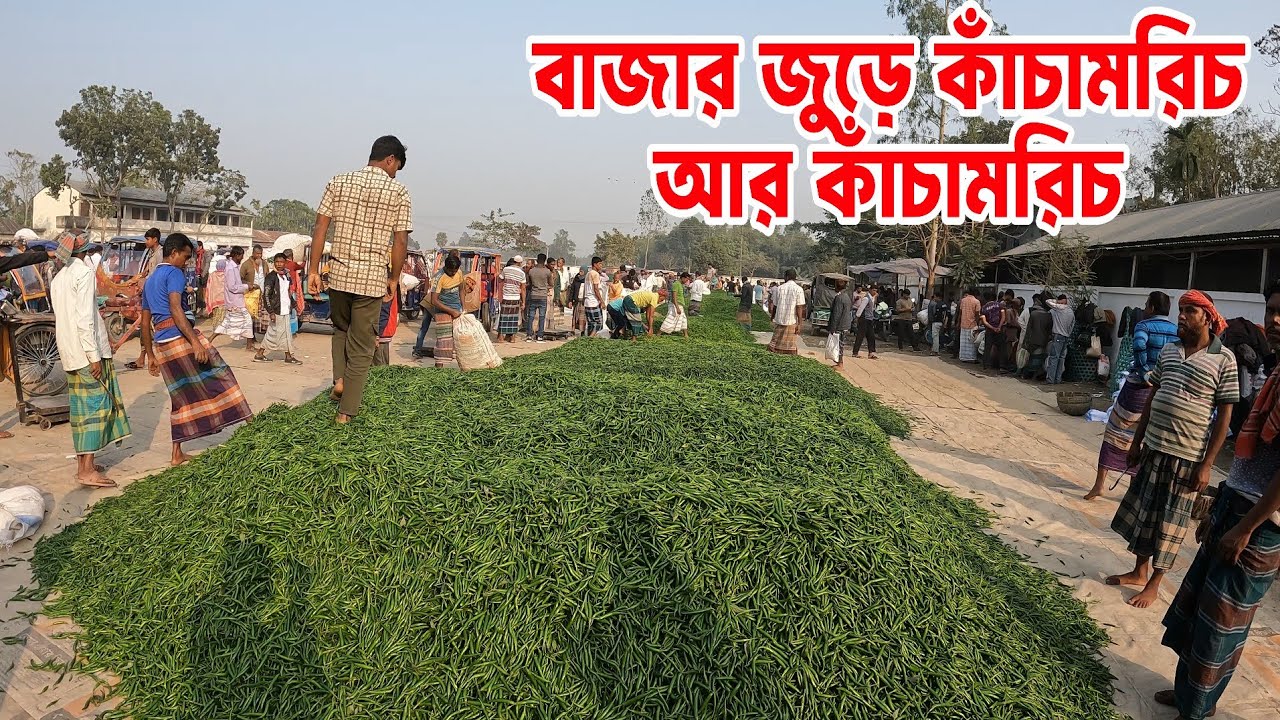১১ জানুয়ারি ২০২৬, কাঁচামরিচের দরদাম আপডেট | বৃহত্তম কাঁচা মরিচের বাজার | Hazipur Bazar, Jamalpur 