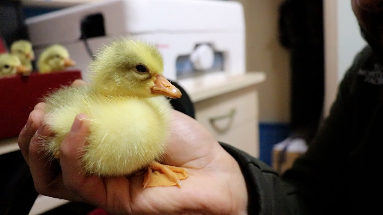 Kaz Civcivlerim Çıktı -Yeni Kuluçka Makinem 3  Çıkım