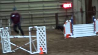 Border Collie Lincoln's AKC Agility Jan. 2015