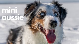 Why I Chose A Mini Australian Shepherd