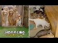 犬と猫34匹との朝がカオス！標高1500mの田舎で多頭飼いするリアルな日常