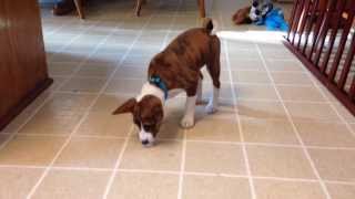 Adorable puppy playing with ice cube - Brindle Basenji by tommydabbs 16,211 views 10 years ago 1 minute, 29 seconds