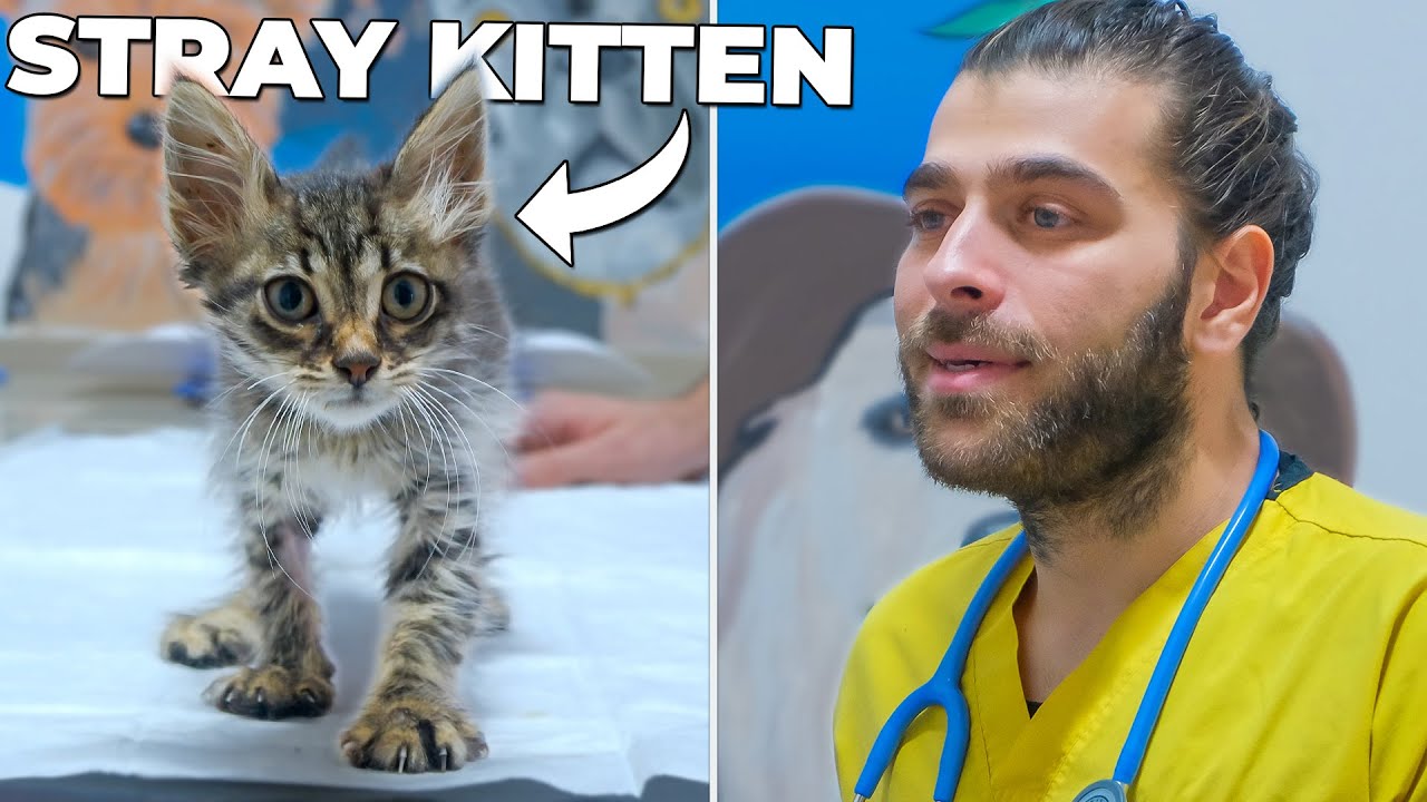 Даём бездомному котёнку новую жизнь! (Больной кот ищет дом!)