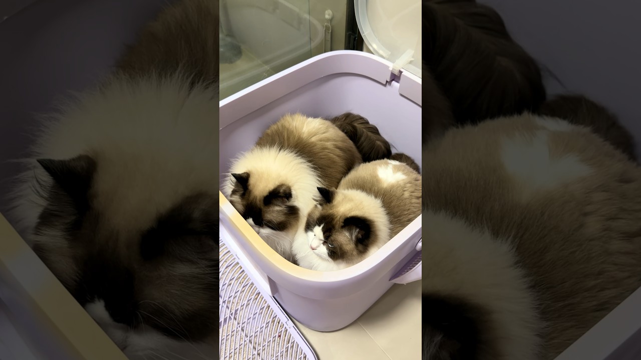 Two Cats Share Lilac Litter Box at the Same Time