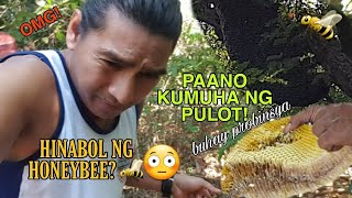 PAGKUHA NG PULOT / KILLER BEES nakakamatay na kagat ng honey bees!