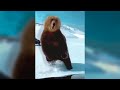 Bear Attack - TOP 5  &quot;Shot on iPhone&quot; meme |  2021 #Shorts