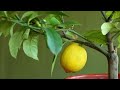 Cómo plantar un limonero en maceta - Bricomanía - @Jardinatis