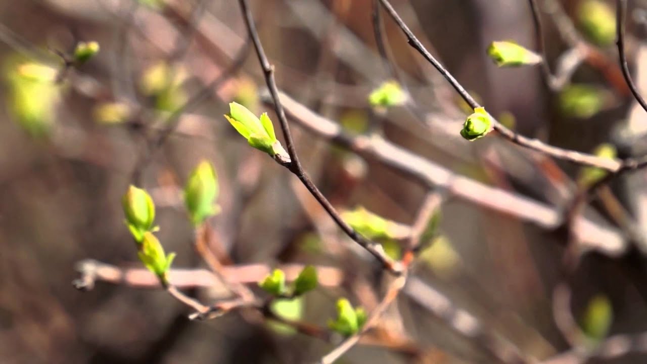 Весеннее пробуждение растений тест. Пробуждение весны видео. Пробуждение весны видео для детей. Как персик пробуждается весной.