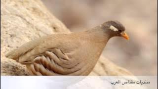 صوت الحجل مقناص العرب