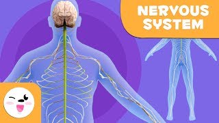 The Nervous System - Human anatomy for children