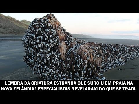 Vídeo: Uma Criatura Não Identificada Foi Jogada Na Praia Da Nova Zelândia - Visão Alternativa