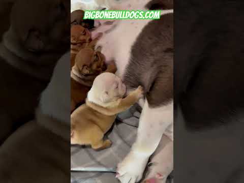 Baby Bulldogs Making The Cutest Noises While Nursing Asmr Shortsdog Puppies