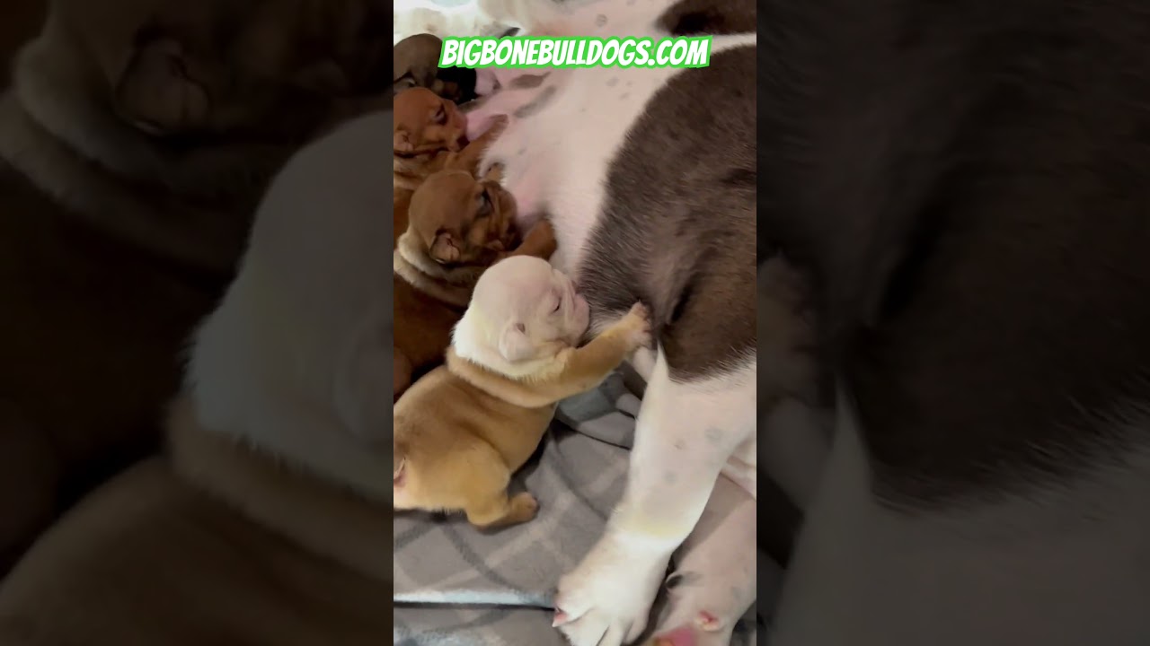 Baby Bulldogs making the cutest noises while nursing 