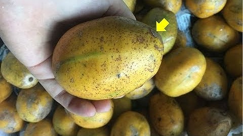 Lợi ích sức khỏe ít biết của quả cóc khiến bạn kinh ngạc | Cuộc Sống Hạnh Phúc