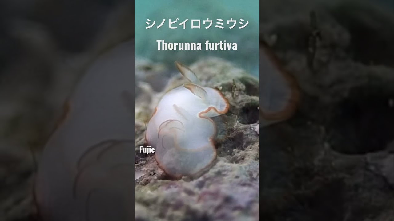 グアム島のウミウシ Guam sea slugs シノビイロウミウシ Thorunna furtiva 