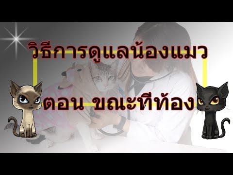 การดูแลแมวในช่วงตั้งท้อง เชื่องช้าและไม่สามารถ ไล่หนู ได้